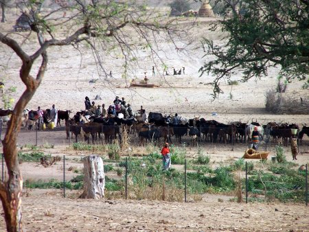 Cattle