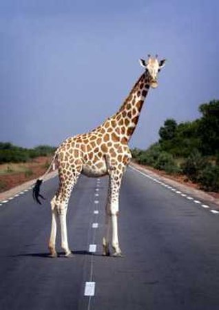 file:///home/sharon/AFRICA/Images/Classic.jpg