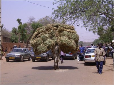 file:///home/sharon/AFRICA/Images/Rimg0237.jpg