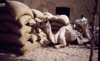 file:///home/sharon/AFRICA/Images/g-camel_station.jpg