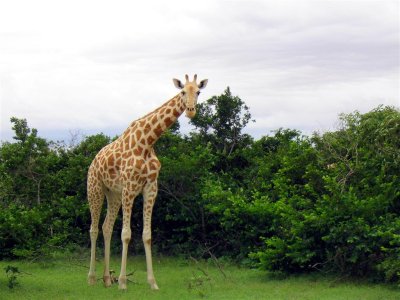 file:///home/sharon/AFRICA/Images/girafe.jpg
